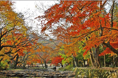 Đăng kí dịch vụ làm visa Hàn Quốc đến với mùa thu xứ Hàn thưởng ngoạn cảnh sắc đất trời vào thu.